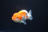 Juvenile Lionchu  Red White 3 Inch (ID#1025R11a-22) Free2Day SHIPPING