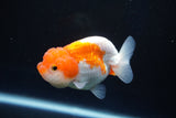 Juvenile Lionchu  Red White 3 Inch (ID#1025R11a-22) Free2Day SHIPPING