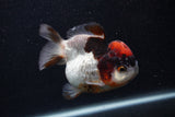 Short Body Thai Oranda  Tricolor 3.5 Inch (ID#0103T14b-107) Free2Day SHIPPING