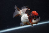 Short Body Thai Oranda  Tricolor 3.5 Inch (ID#0103T14b-107) Free2Day SHIPPING