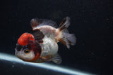 Short Body Thai Oranda  Tricolor 3.5 Inch (ID#0103T14b-107) Free2Day SHIPPING