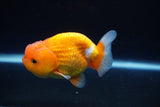 Juvenile Lionchu  Red White 3.5 Inch (ID#1025R11a-23) Free2Day SHIPPING