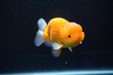 Juvenile Lionchu  Red White 3.5 Inch (ID#1025R11a-23) Free2Day SHIPPING