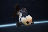 Short Body Thai Oranda  Panda 3.5 Inch (ID#0103T14b-108) Free2Day SHIPPING