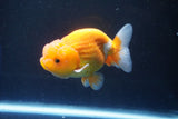 Juvenile Lionchu  Red White 3.5 Inch (ID#1025R11a-23) Free2Day SHIPPING