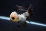 Short Body Thai Oranda  Panda 3.5 Inch (ID#0103T14b-108) Free2Day SHIPPING