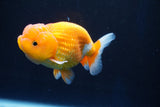 Juvenile Lionchu  Red White 3.5 Inch (ID#1025R11a-23) Free2Day SHIPPING