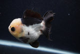 Short Body Thai Oranda  Panda 3.5 Inch (ID#0103T14b-108) Free2Day SHIPPING