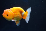 Juvenile Lionchu  Red White 3.5 Inch (ID#1025R11a-23) Free2Day SHIPPING