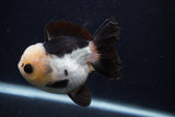 Short Body Thai Oranda  Panda 3.5 Inch (ID#0103T14b-108) Free2Day SHIPPING