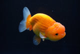 Juvenile Lionchu  Red White 3.5 Inch (ID#1025R11a-23) Free2Day SHIPPING