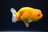 Juvenile Lionchu  Red White 3.5 Inch (ID#1025R11a-23) Free2Day SHIPPING