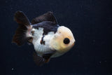 Short Body Thai Oranda  Panda 3.5 Inch (ID#0103T14b-108) Free2Day SHIPPING