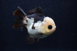 Short Body Thai Oranda  Panda 3.5 Inch (ID#0103T14b-108) Free2Day SHIPPING