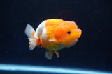 Juvenile Lionchu  Red White 3.5 Inch (ID#1025R11a-24) Free2Day SHIPPING