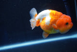 Juvenile Lionchu  Red White 3.5 Inch (ID#1025R11a-24) Free2Day SHIPPING