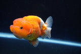 Juvenile Lionchu  Red White 3.5 Inch (ID#1025R11a-24) Free2Day SHIPPING