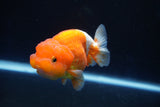 Juvenile Lionchu  Red White 3.5 Inch (ID#1025R11a-24) Free2Day SHIPPING