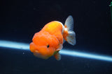 Juvenile Lionchu  Red White 3.5 Inch (ID#1025R11a-24) Free2Day SHIPPING