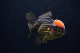 Short Body Thai Oranda  Red Black 3.5 Inch (ID#0107T14b-103) Free2Day SHIPPING