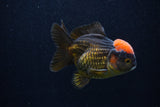 Short Body Thai Oranda  Red Black 3.5 Inch (ID#0107T14b-103) Free2Day SHIPPING