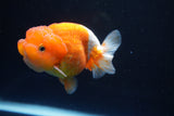 Juvenile Lionchu  Red White 3.5 Inch (ID#1025R11a-24) Free2Day SHIPPING