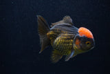 Short Body Thai Oranda  Red Black 3.5 Inch (ID#0107T14b-103) Free2Day SHIPPING