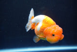 Juvenile Lionchu  Red White 3.5 Inch (ID#1025R11a-24) Free2Day SHIPPING