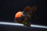 Short Body Thai Oranda  Red Black 3.5 Inch (ID#0107T14b-103) Free2Day SHIPPING