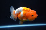 Juvenile Lionchu  Red White 3.5 Inch (ID#1025R11a-24) Free2Day SHIPPING