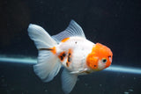 Thai Oranda  Calico 4.5 Inch (ID#927To6b-112)