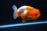 Juvenile Lionchu  Red White 3.5 Inch (ID#1025R11a-24) Free2Day SHIPPING