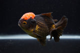 Short Body Thai Oranda  Red Black 3.5 Inch (ID#0107T14b-103) Free2Day SHIPPING