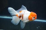 Thai Oranda  Calico 4.5 Inch (ID#927To6b-112)