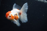 Thai Oranda  Calico 4.5 Inch (ID#927To6b-112)