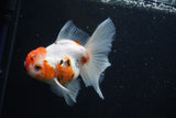 Thai Oranda  Calico 4.5 Inch (ID#927To6b-112)