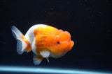 Juvenile Lionchu  Red White 3 Inch (ID#1025R11a-25) Free2Day SHIPPING