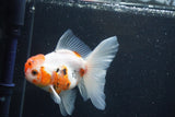 Thai Oranda  Calico 4.5 Inch (ID#927To6b-112)