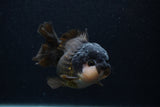 Short Body Thai Oranda  Panda 3.5 Inch (ID#0107T14b-104) Free2Day SHIPPING