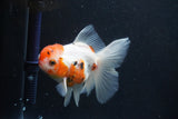 Thai Oranda  Calico 4.5 Inch (ID#927To6b-112)