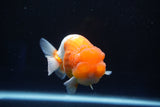 Juvenile Lionchu  Red White 3 Inch (ID#1025R11a-25) Free2Day SHIPPING