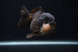 Short Body Thai Oranda  Panda 3.5 Inch (ID#0107T14b-104) Free2Day SHIPPING