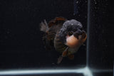 Short Body Thai Oranda  Panda 3.5 Inch (ID#0107T14b-104) Free2Day SHIPPING