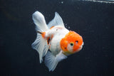 Thai Oranda  Calico 4.5 Inch (ID#927To6b-112)