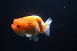 Juvenile Lionchu  Red White 3 Inch (ID#1025R11a-25) Free2Day SHIPPING