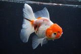 Thai Oranda  Calico 4.5 Inch (ID#927To6b-112)