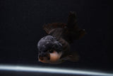 Short Body Thai Oranda  Panda 3.5 Inch (ID#0107T14b-104) Free2Day SHIPPING