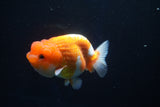 Juvenile Lionchu  Red White 3 Inch (ID#1025R11a-25) Free2Day SHIPPING