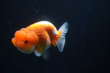 Juvenile Lionchu  Red White 3 Inch (ID#1025R11a-25) Free2Day SHIPPING