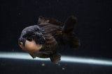 Short Body Thai Oranda  Panda 3.5 Inch (ID#0107T14b-104) Free2Day SHIPPING